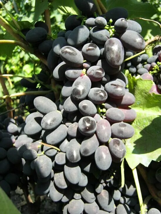 Сорт винограда мариновский. Виноград кубанский. Сорт винограда виктория. Массандра крым виноградники. Виноград аметист новочеркасский.