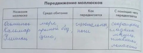 Заполните таблицу типы скелетов поставив или мидии