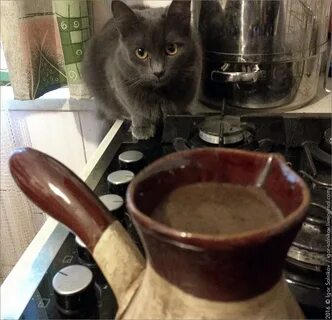 Котам можно кофе