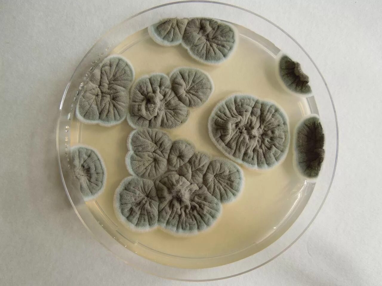 Плесень на семенах. Penicillium notatum пенициллин. Гриб Penicillium notatum. Пеницилл в чашке Петри. Penicillium chrysogenum.