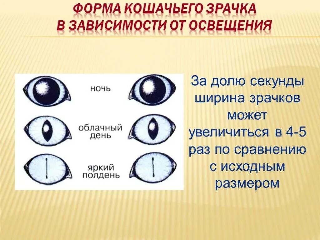 Вид мышечной ткани сужающий расширяющий зрачок глаза. Строение глаза кошки. Величина зрачков. Зрачок в зависимости от освещения.