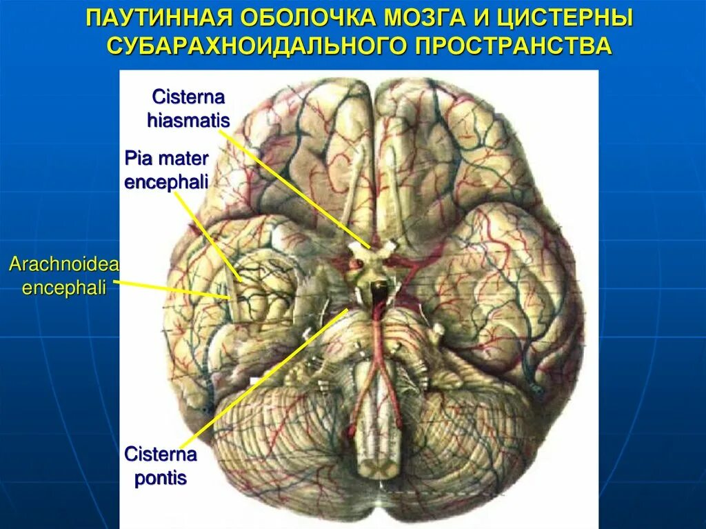 Сосудистая оболочка мозга. Паутинная оболочка головного мозга. Паутинная оболочка. Подпаутинные цистерны. Паутинная оболочка головного мозга анатомия. Цистерны паутинной оболочки головного мозга.
