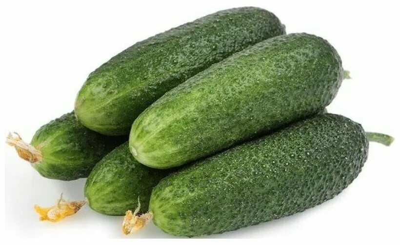 семена огурцов луховицкие. огурец луховицкий f1+суздальский. луховицких огурцов. огурец луховицкий f1. луховицы московская область огурцы.