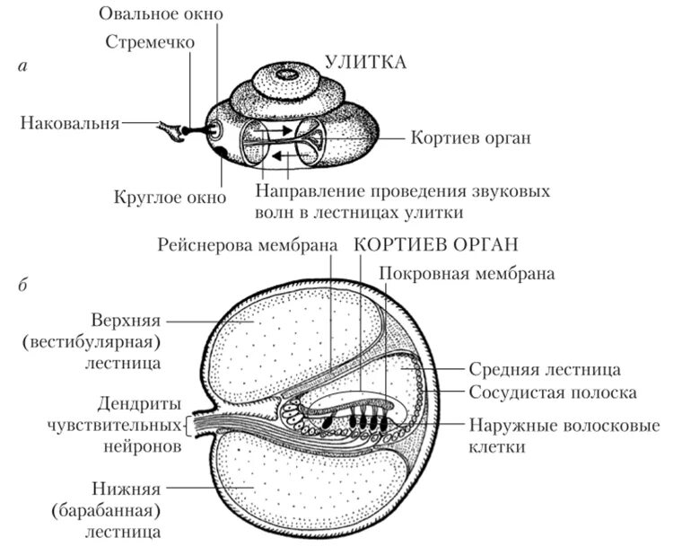 Какую функцию выполняет улитка