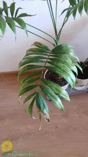 Хамедорея желтеют листья что делать