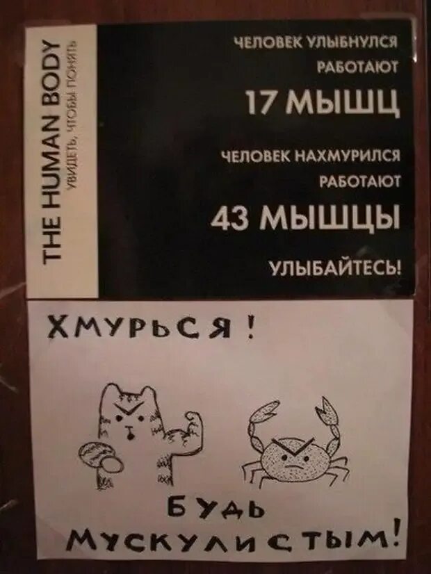 Сколько мышц чтобы улыбнуться
