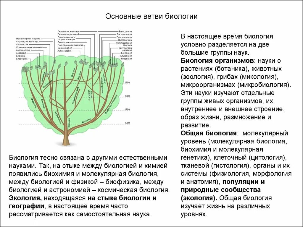 Содержание ветвь