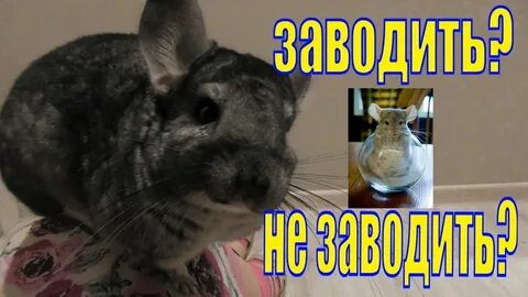 Минусы шиншилл