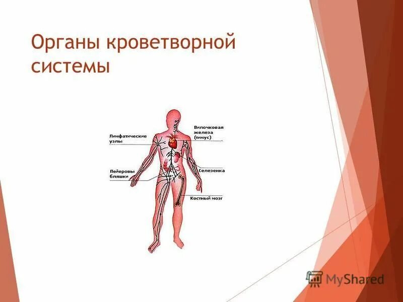 Органы кроветворения у человека и функции. Какие органы выполняют кроветворную функцию. Строение системы кроветворения. Система органов кроветворения человека. Строение системы кроветворения.