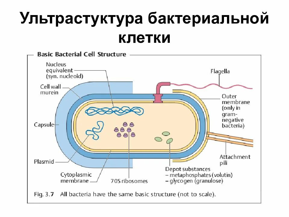 Структурные компоненты бактериальной клетки микробиология. Функции структур бактериальной клетки микробиология. Схема капсулы бактериальной клетки. Схема строения бактериальной клетки микробиология. Из каких клеток состоят бактерии