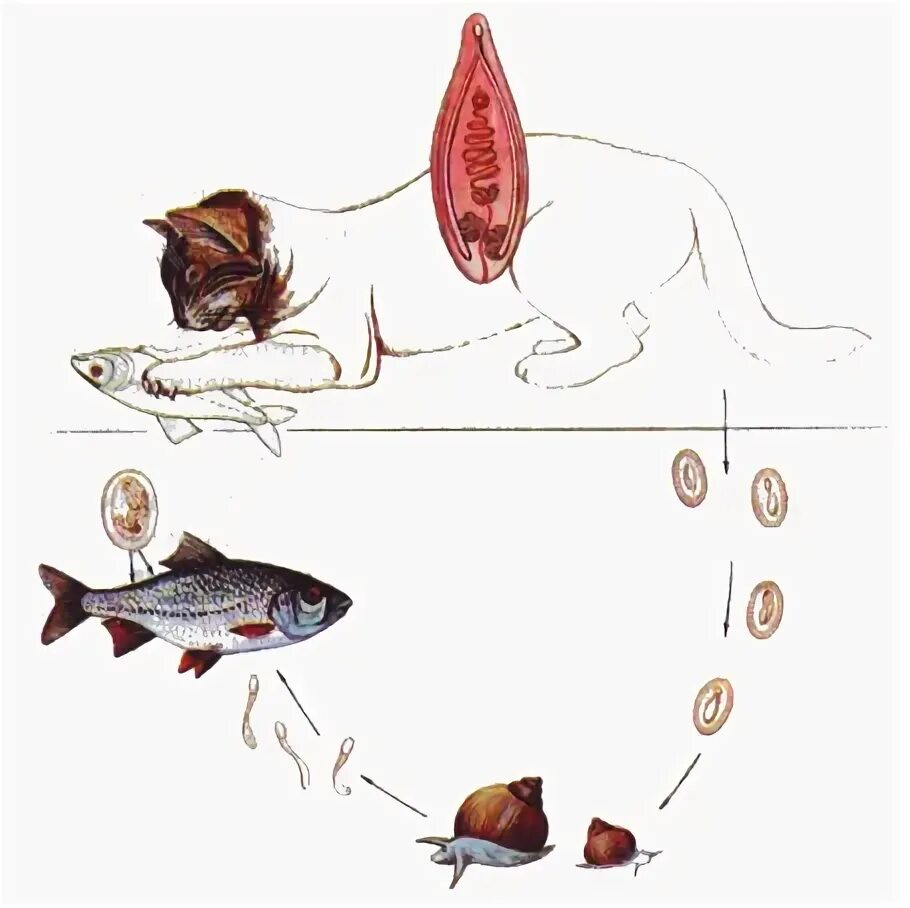 Цикл развития кошачьего сосальщика. Кошачья двуустка жизненный цикл. Кошачий сосальщик ЖЦ. Цикл развития кошачьей двуустки. Сколько промежуточных хозяев имеет кошачий сосальщик