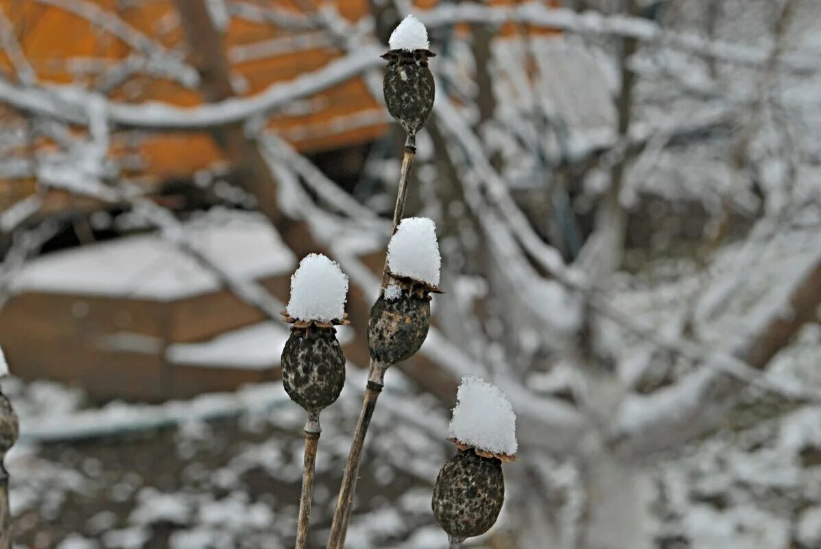 Девушка в шапке. Девушка зима. Женщина зимой. Зимние месяца студень. Декабрь шапка зимы.