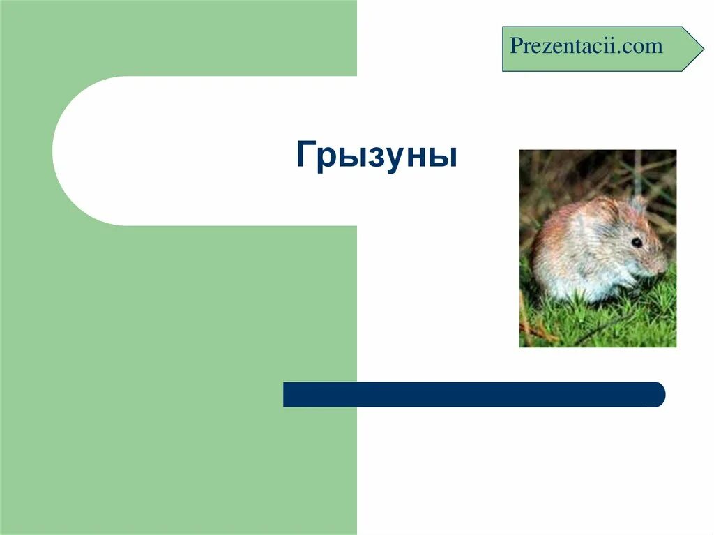 Грызуны доклад. Отряд грызуны. грызуны презентация. проект про грызунов. грызуны биология.
