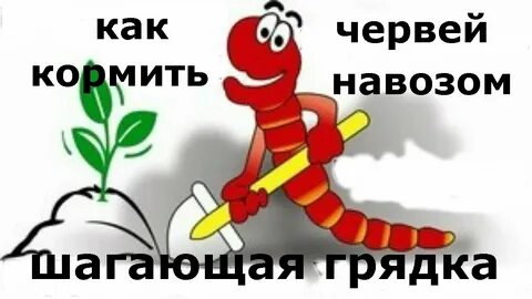 Став червь