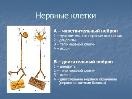 Чувствительное нервное окончание или клетка