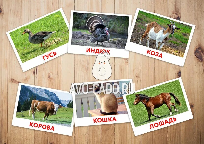 Домашние животные. Карточки домана домашние птицы. Карточки глена домана домашние животные. Вундеркинд с пеленок карточки домана. Включи карточки домана домашние животные.