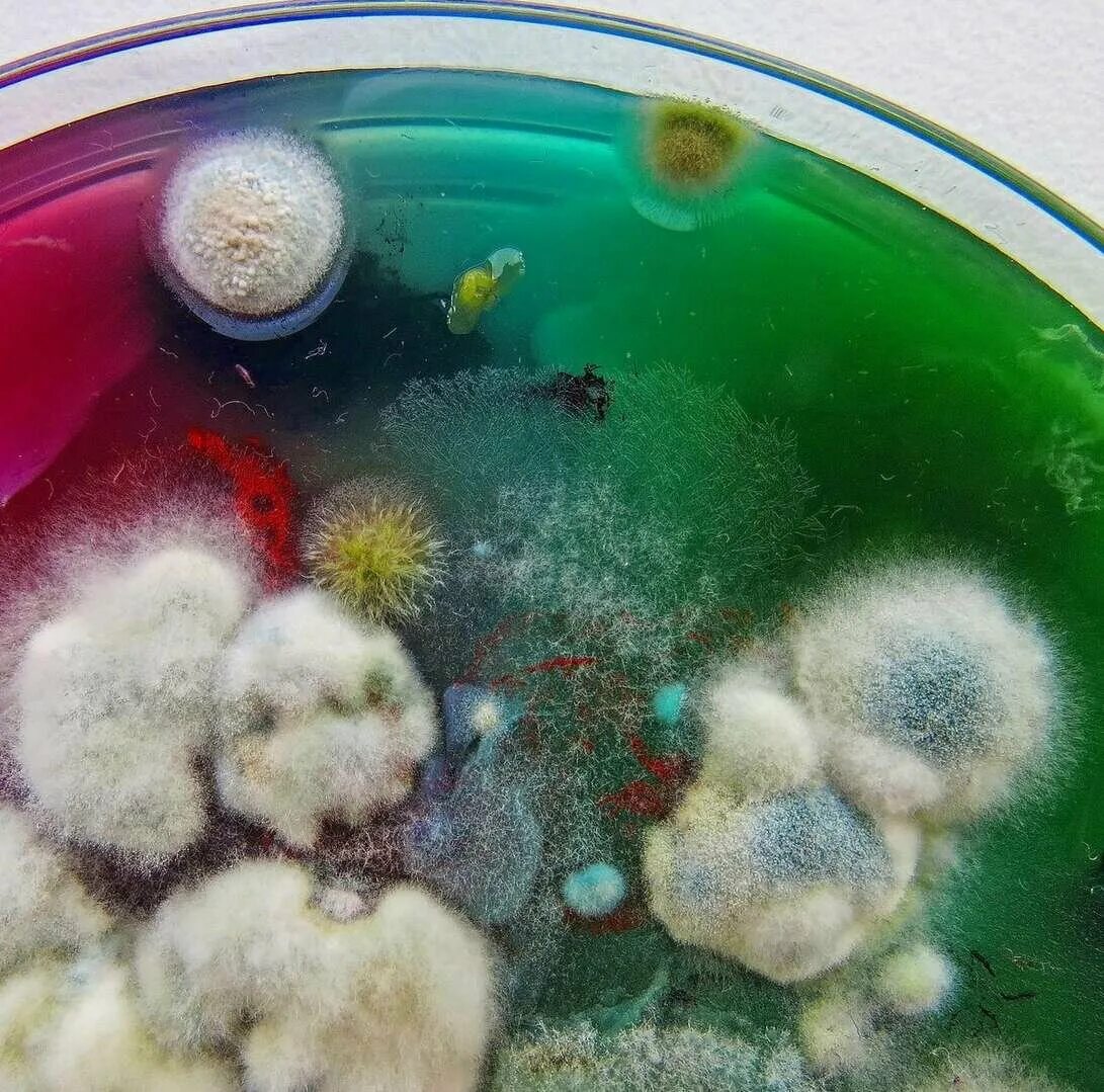 Почему появляется плесень плесень в цветах. Плесень. Разноцветная плесень. Красивая плесень. Пушистая плесень.