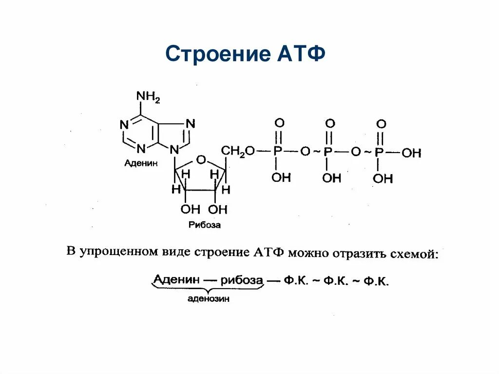 Атф находится. Строение АТФ биохимия. Строение молекулы АТФ. Структура АТФ формула. Химическая структура АТФ.