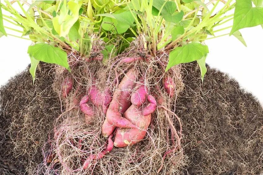 Sweet Potato Flower Meaning - lectiferousmec