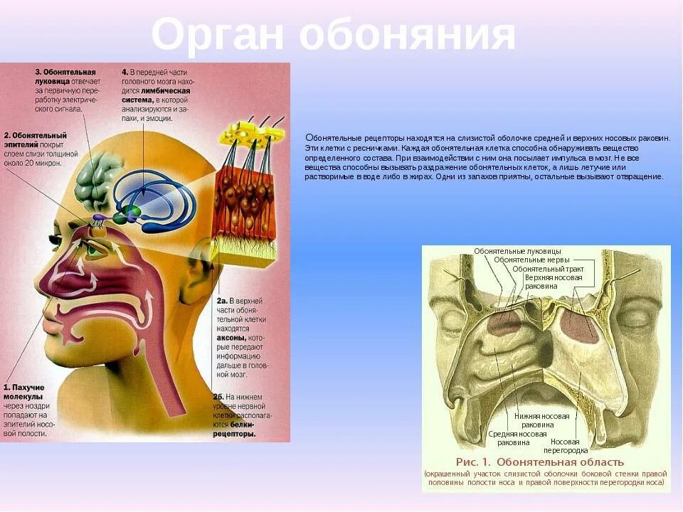 Как работает обоняние