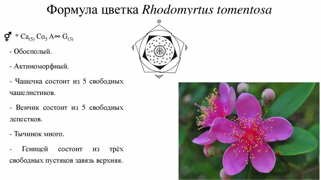 Ч5л5т п какой цветок. Формула цветка ca5 co1 a g1. Актиноморфный цветок формула. Формула обоеполого цветка. Составление формулы цветка.