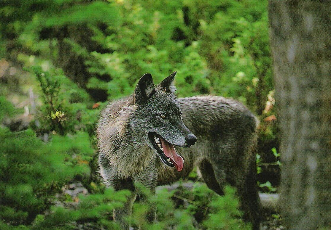 Таёжный волк. Canis Lupus Тайга. Волк в лесу. Звери леса. Серый волк чем питаются