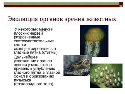 Следствием эволюции организмов нельзя считать