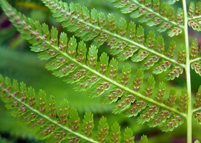 Вайи и корневище папоротника. Кочедыжник сорусы. Бостонский папоротник. Почему у папоротника листья. Папоротник скручиваются листья.