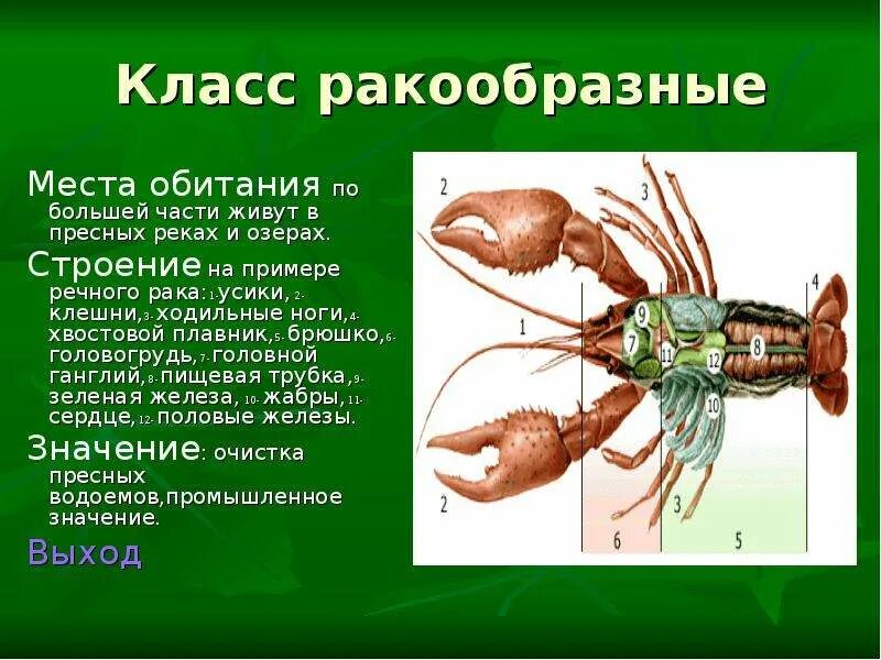 Приведите примеры ракообразных. Класс ракообразные. Ракообразные представители. Ракообразные 3 класс. Ракообразные презентация.