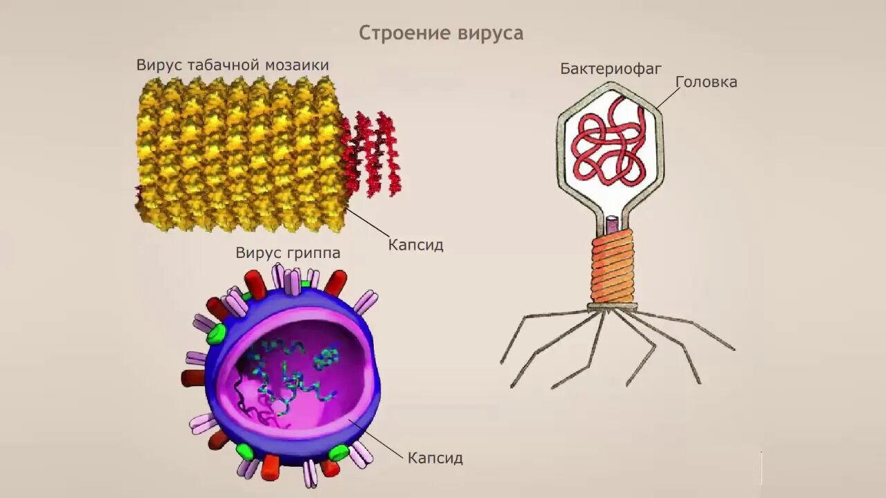 Строение и жизнедеятельность вирусов 5 класс. Внутреннее строение вируса. Строение вируса 5 класс. Строение вируса по биологии 5 класс. Вирус схема.