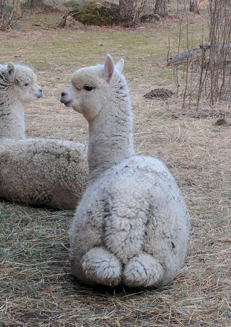 Лама поп. Лама и альпака. Лама поп. Лама животное. Лама полосатая.