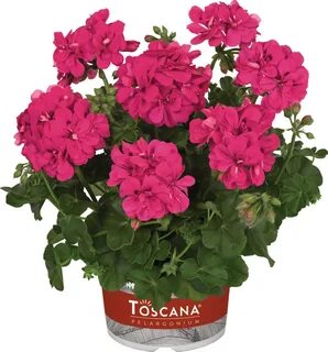 Пеларгония toscana