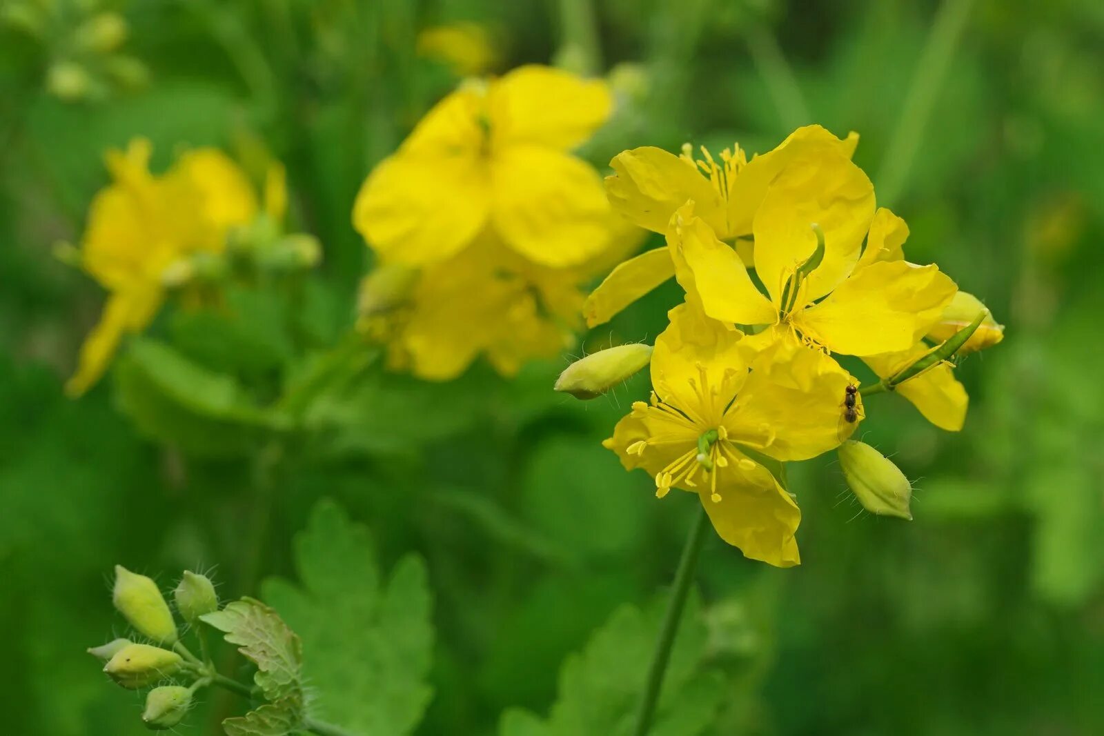 Chelidonium majus. Чистотел соцветие. Чистотел Майский. Донник Лютик чистотел.