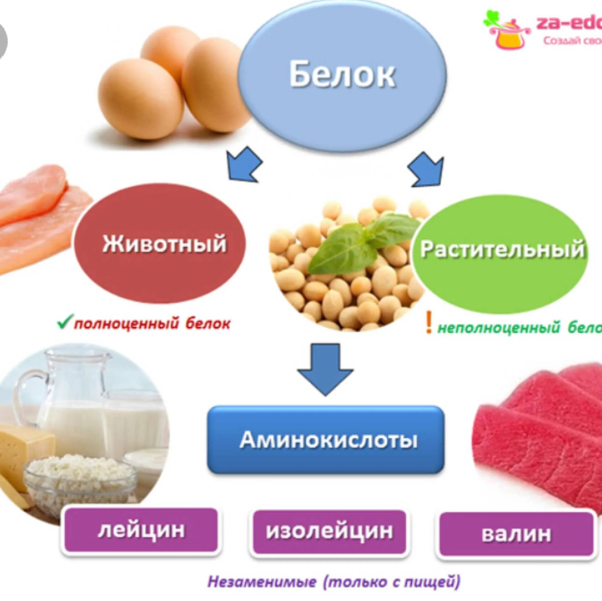 Белок. Белковые продукты. Белок в продуктах. Белки продукты. Белок питьевой