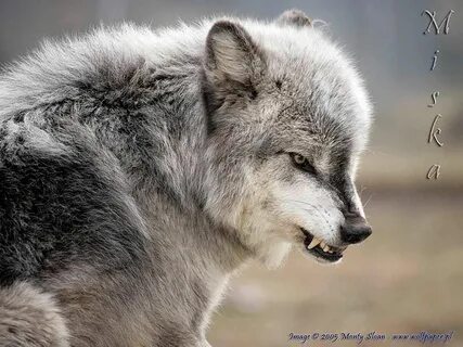 Wolf me