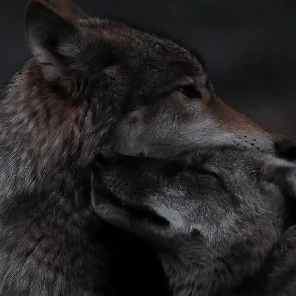 Na obrázku může být: text Beautiful wolves, Animals beautiful, Wolf dog