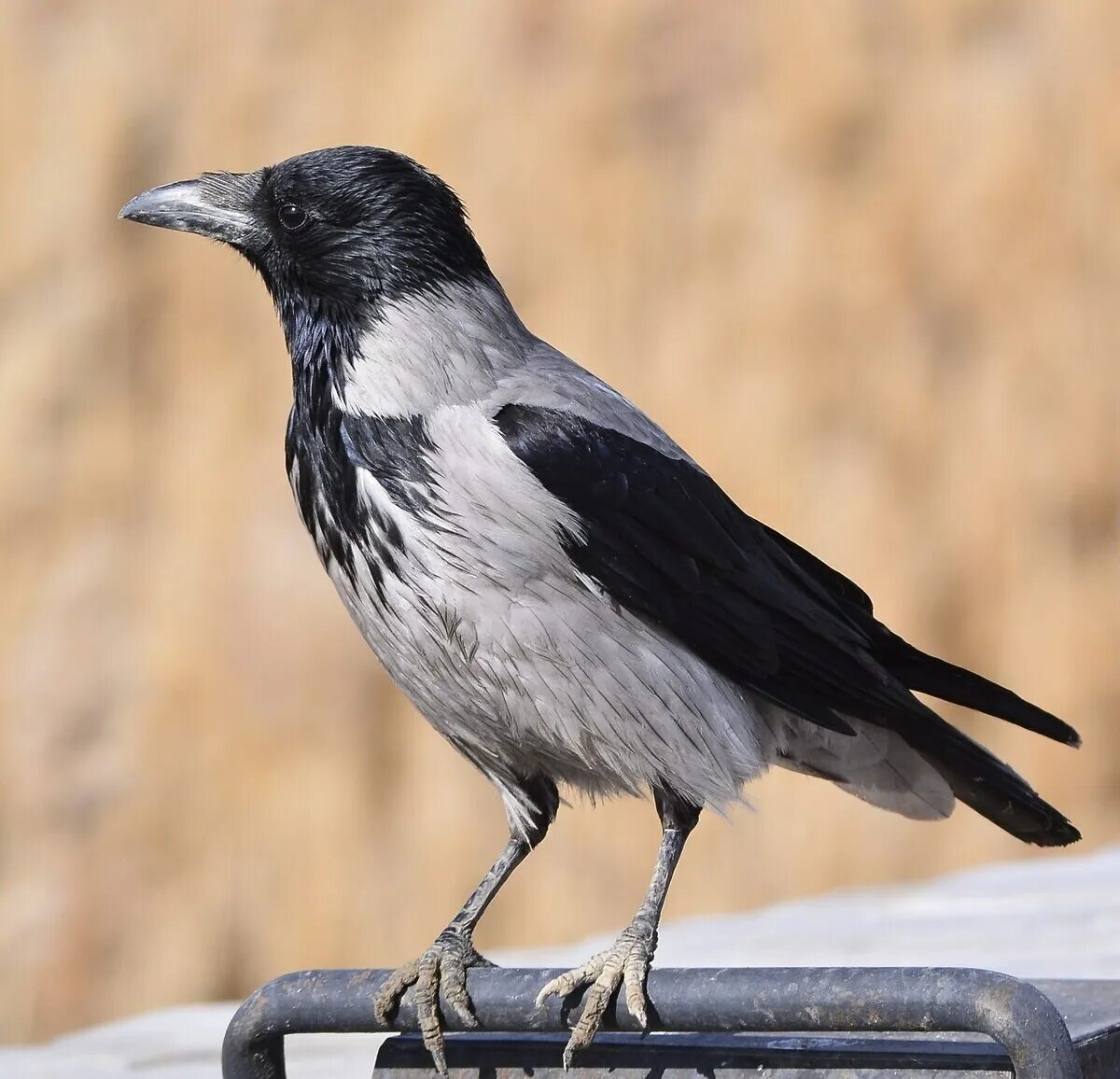 Ворон какой вид. Серая ворона птица. Corvus cornix. Corvus cornix птица. Ворона серая обыкновенная.