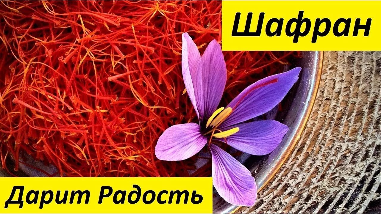 Шафран кафе шафран нижневартовск. Шафран дзержинск. Шафран приправа. Тумба для ванн с умывальником афина-55 /ум,арго-55/аквадельфия*. Шафран дзержинск.