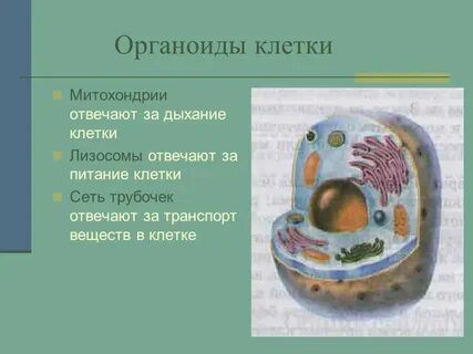 Какой органоид встречается клеток всех живых организмов