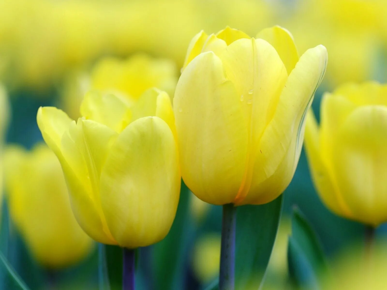 что обозначают желтые тюльпаны. стронг голдголд тюльпан букет. тюльпан йеллоу мастер. тюльпан акилла. тюльпан йеллоу кинг.