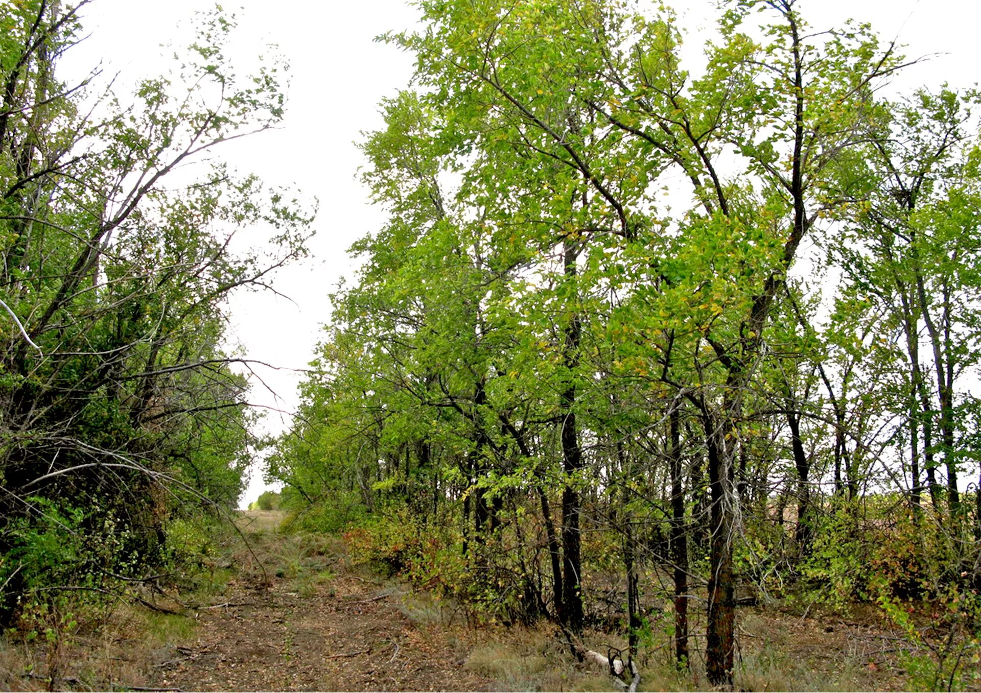 защитная лесополоса белая калитва. государственная защитная лесополоса белая калитва пенза. государственная лесозащитная полоса белая калитва пенза. защитная лесополоса белая калитва. лесозащитная полоса белая калитва.