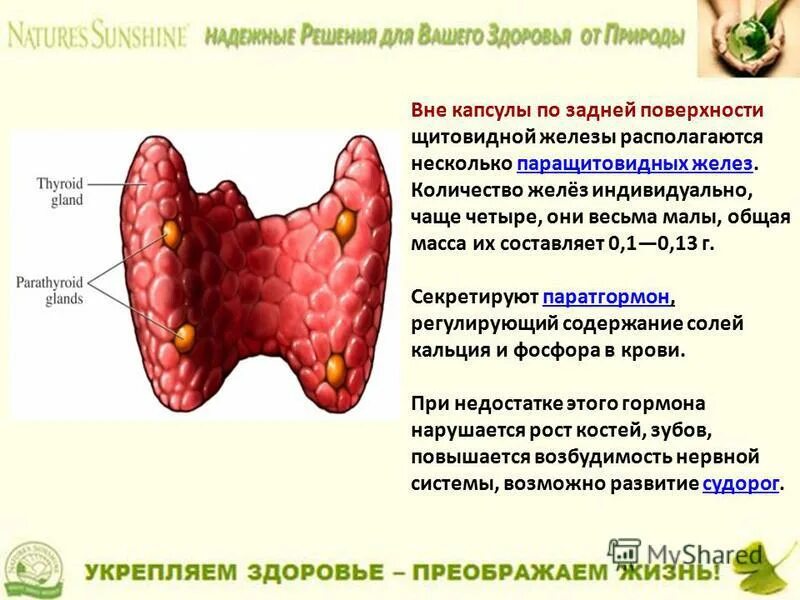 показатели гормонов щитовидной железы при гипертиреозе. щитовидная железа и сахарный диабет. щитовидная железа симптомы заболевания у женщин гипотиреоз. щитовидная железа при сахарном диабете. сахар при щитовидной железе.