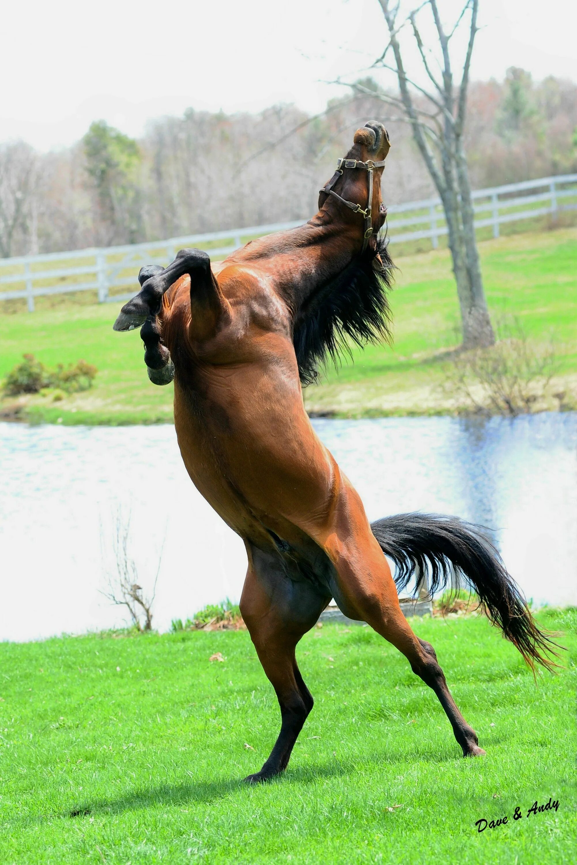 Полулошадь полугрифон. Лошади. Танцующая с лошадьми. Смешная лошадь.