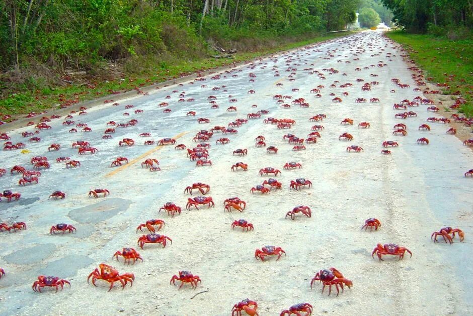 Бегущий краб. Миграция красных крабов остров Рождества. Миграция красных крабов в Австралии. Миграция крабов в Австралии через мост. Остров Фрейзер Австралия опасности пауки.