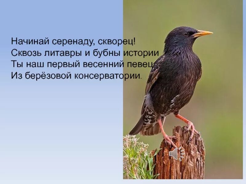Скворец словообразование. Николай заболоцкий стихи. Уступи мне скворец уголок посели. Весна птицы прилетели. Н заболоцкий стихи.