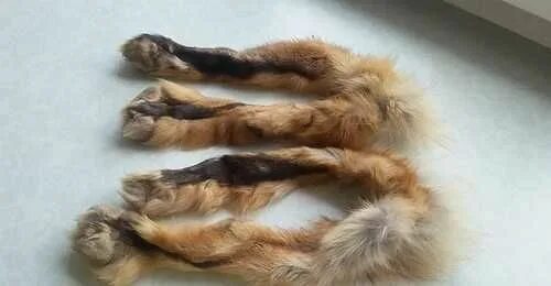 Лапка норки. Лапка норки. Соболь лапы. Лапы норки. Лапка норки.