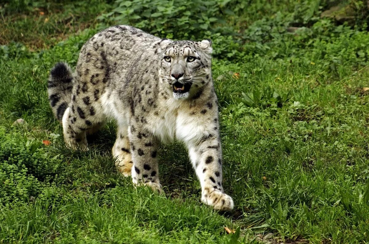 Дикие животные сайт. Лисуня лисуня. Дикие животные сайт. Дикие животные сайт. Обитатели леса.