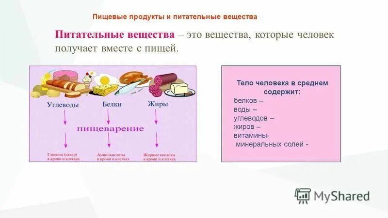 Обмен веществ белков жиров и углеводов. Жиры белки состав пищевых веществ. Питательные вещества для организма. Питательные вещества белки.