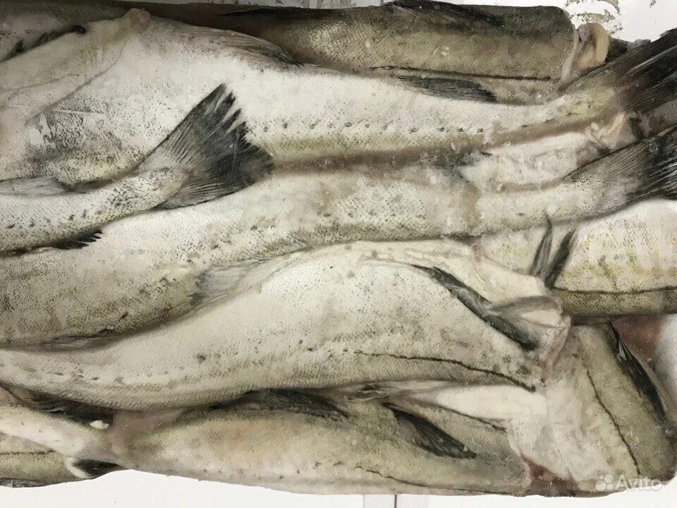 Филе минтая свежемороженое. Рыба хек и минтай. Минтай тихоокеанский дальневосточный. Минтай хек полосатый. Рыба филе минтая.