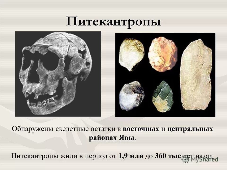 Каменные орудия эпохи мустье. Орудия питекантропа. Орудие трупа синантропа. Питекантроп ручное рубило. Питекантроп ручное рубило.